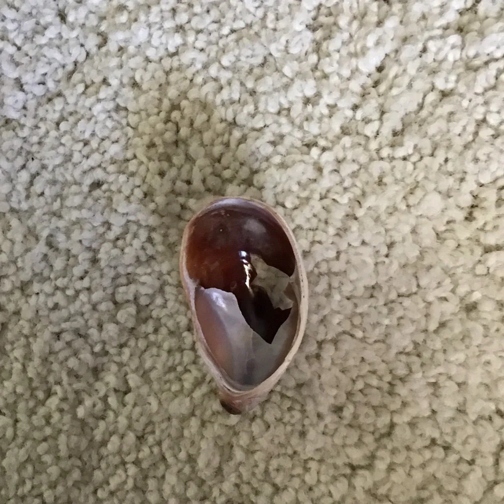 Natural Hermit Crab Shell for Small Pets